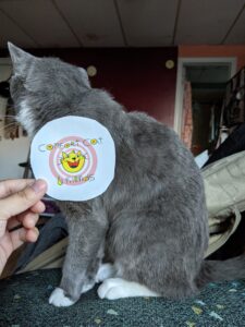sticker next to cat