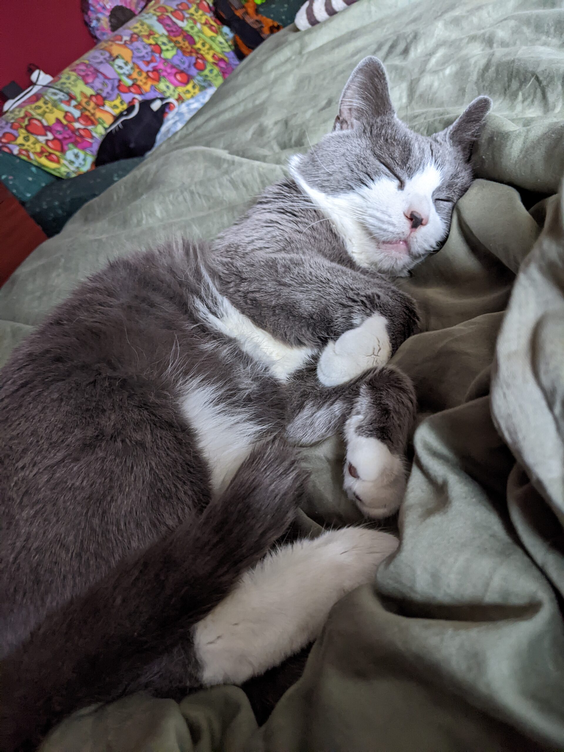 photo of sleeping cat